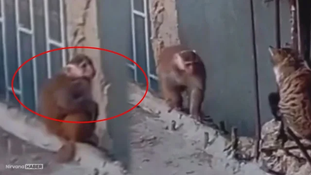 O ilçede maymun paniği! Yasaklı tür kaçtı, etrafı birbirine kattı
