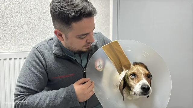 Zonguldak'ta kanser olan köpek ameliyatla sağlığına kavuştu