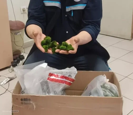 Gümrükte sıra dışı yakalama: Yolcu otobüsünden binlerce canlı organizma çıktı