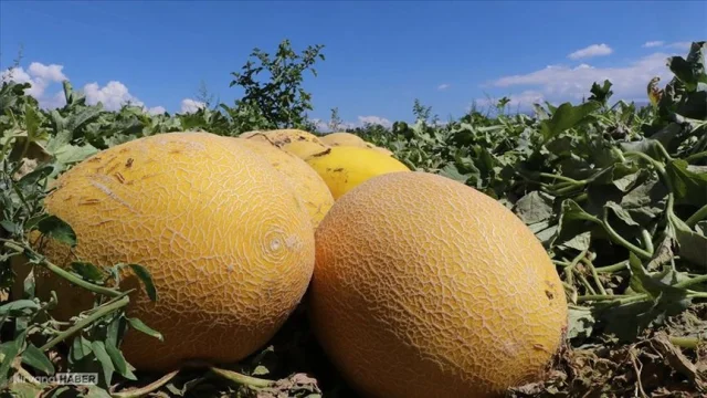 Japonya'da bir çift kavun açık artırmada rekor fiyata satıldı