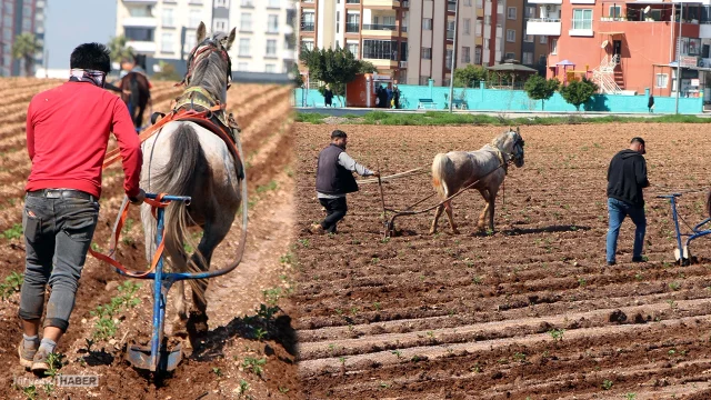 Patates tarlasında tepki çeken görüntüler! Sabanları ata bağlayıp...