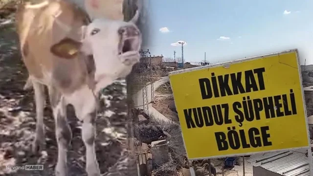 O ilde 'inek kuduzu' alarmı! Karantina başlatıldı: Giriş çıkışlar yasak
