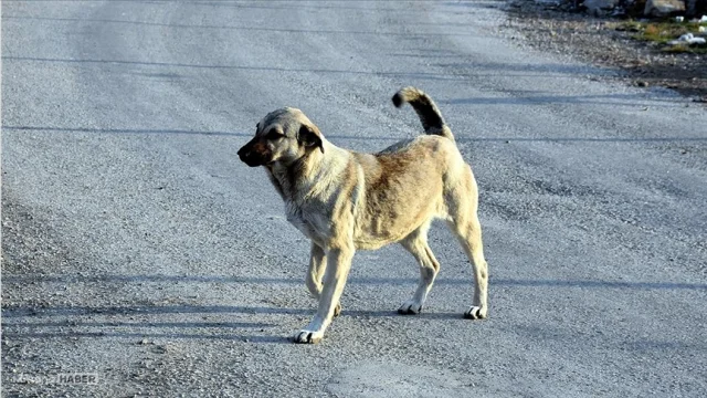 Ekim sonuna kadar sokak köpeklerinin hepsi toplanacak