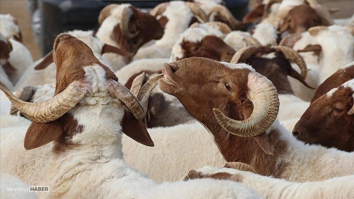 Kurban Bayramı öncesi, bu oyunlara dikkat: Bakanlıktan önemli uyarı!