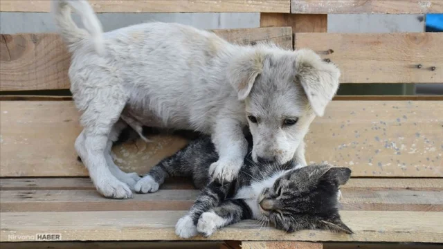 Kedi ve köpekler depresyona girer mi? Belirtileri nelerdir ve nasıl geçer?