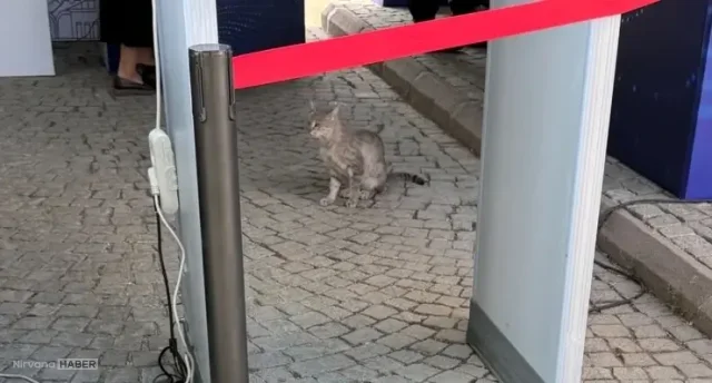 Sevimli dostlarımız her yerde! Kediler ve NATO Ankara Zirvesi...