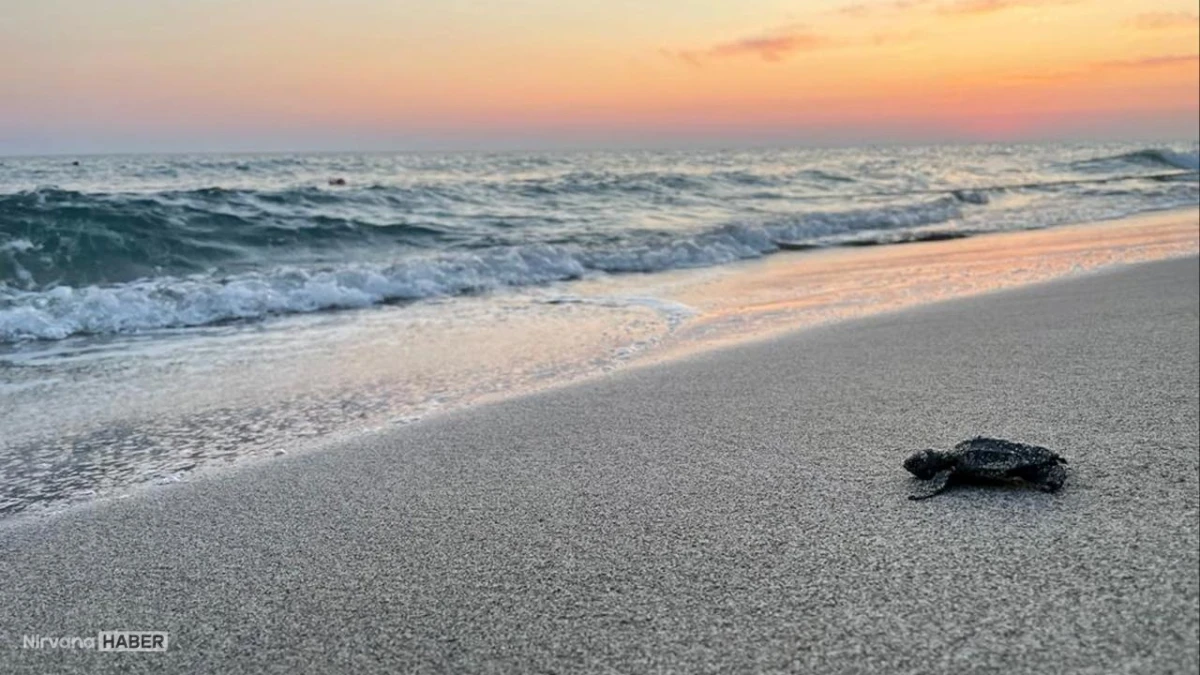 Caretta Caretta yuvalama alanlarında gece giriş yasağı getirildi