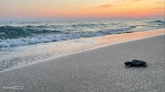 Caretta Caretta yuvalama alanlarında gece giriş yasağı getirildi