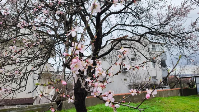 Soğuk Türkiye’de bahar sürprizi! Kartpostal görüntülere sahne oldu