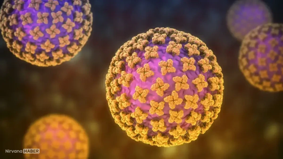 Güney Afrika'da hantavirüs alarmı: Tahliye edilen yolcular paniğe sebep oldu
