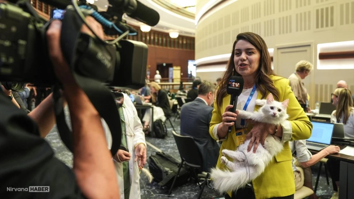 Ankara kedisi "Lokum" dünya basınında yer buldu