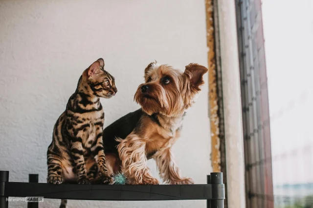 Kedi ve köpeğinizle konuşmak mümkün mü? PettiChat nedir?