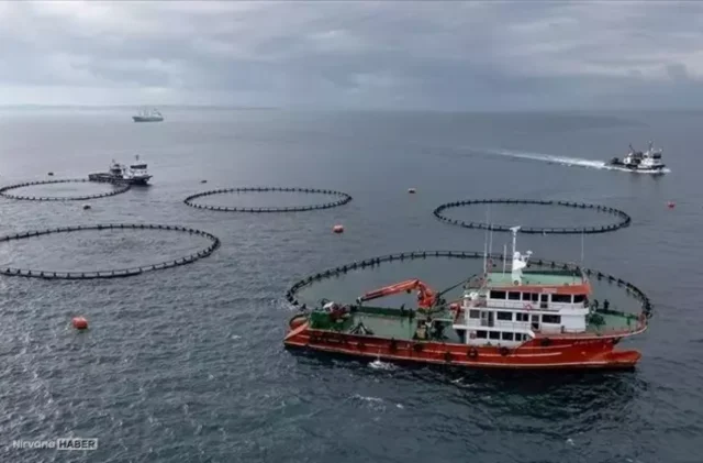 Karadeniz’den su ürünleri ihracatında artış: Yüzde 46’lık sıçrama