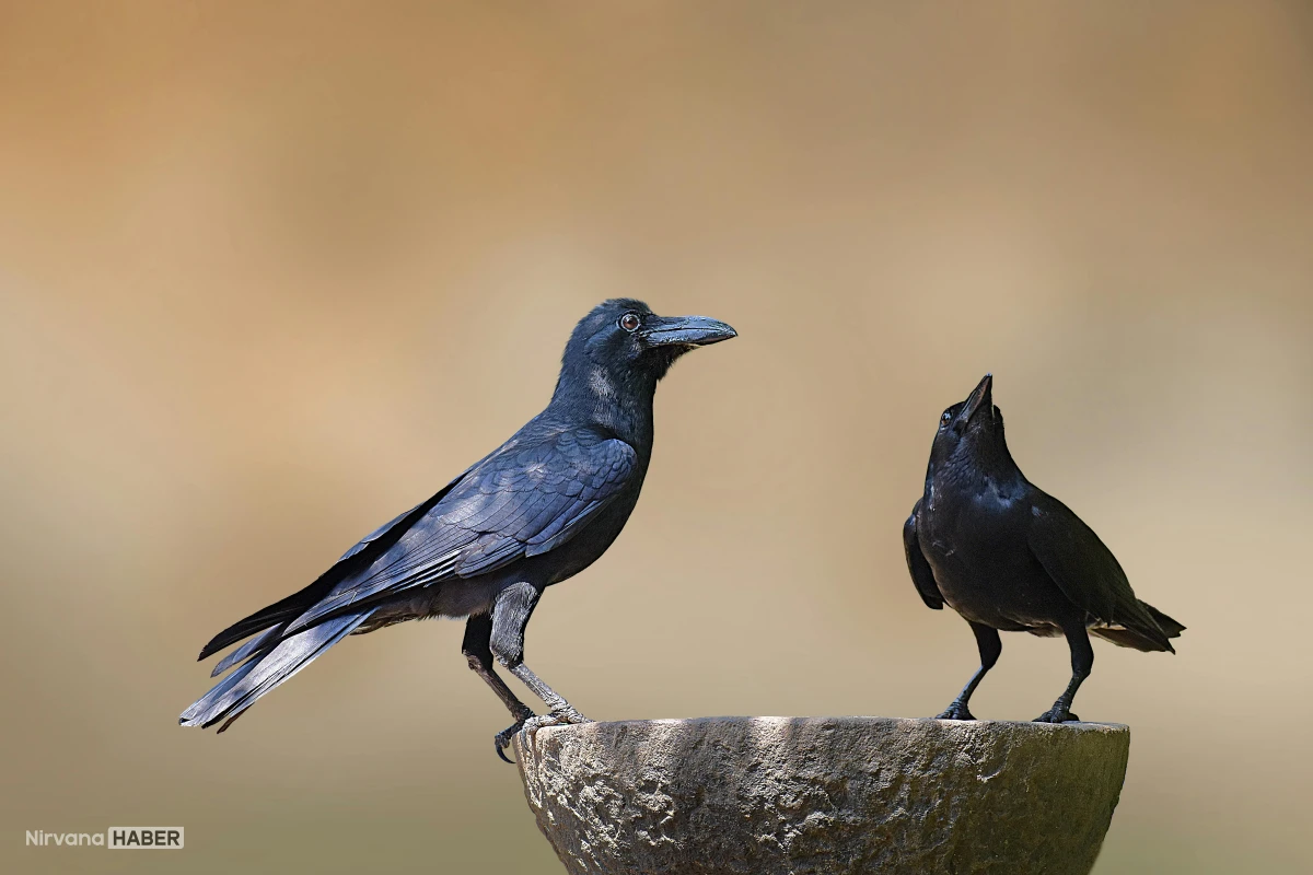 Sakın onlara bulaşmayın: Kargalar yüzünüzü yıllarca unutmuyor!