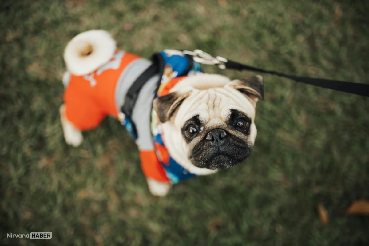 Köpek sahiplenmeden önce bunları bilin: Hazır olduğunuzu gösteren 10 işaret