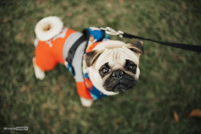 Köpek sahiplenmeden önce bunları bilin: Hazır olduğunuzu gösteren 10 işaret