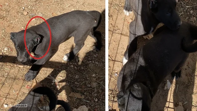 Antalya'da korkunç ticaret: Yavru köpeklerin kulaklarını kesip...