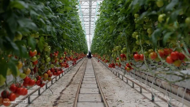 Balıkesir Gönen dünyanın en büyük sera bölgesi haline gelecek
