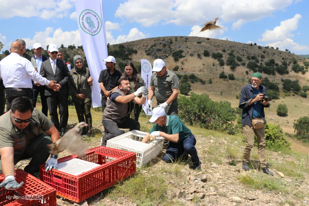 Amasya’da biyolojik mücadele: Binlerce keklik doğaya salındı