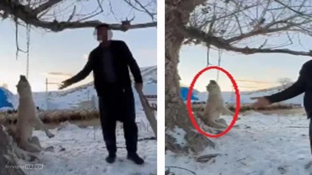 Çok yiyor diye köpeğini öldüren şüpheli tutuklandı!
