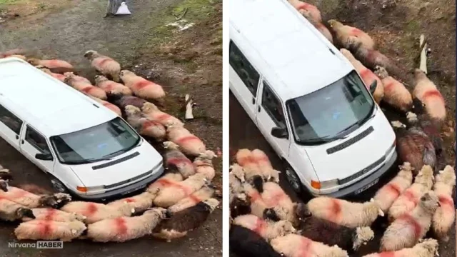 Koyunların minibüs dansını görenler hayret etti!