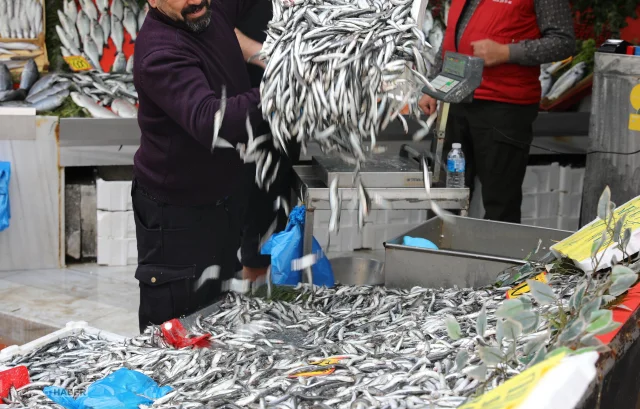 Tezgâhlarda hamsi bereketi: 50 liraya düştü, kapış kapış satıldı