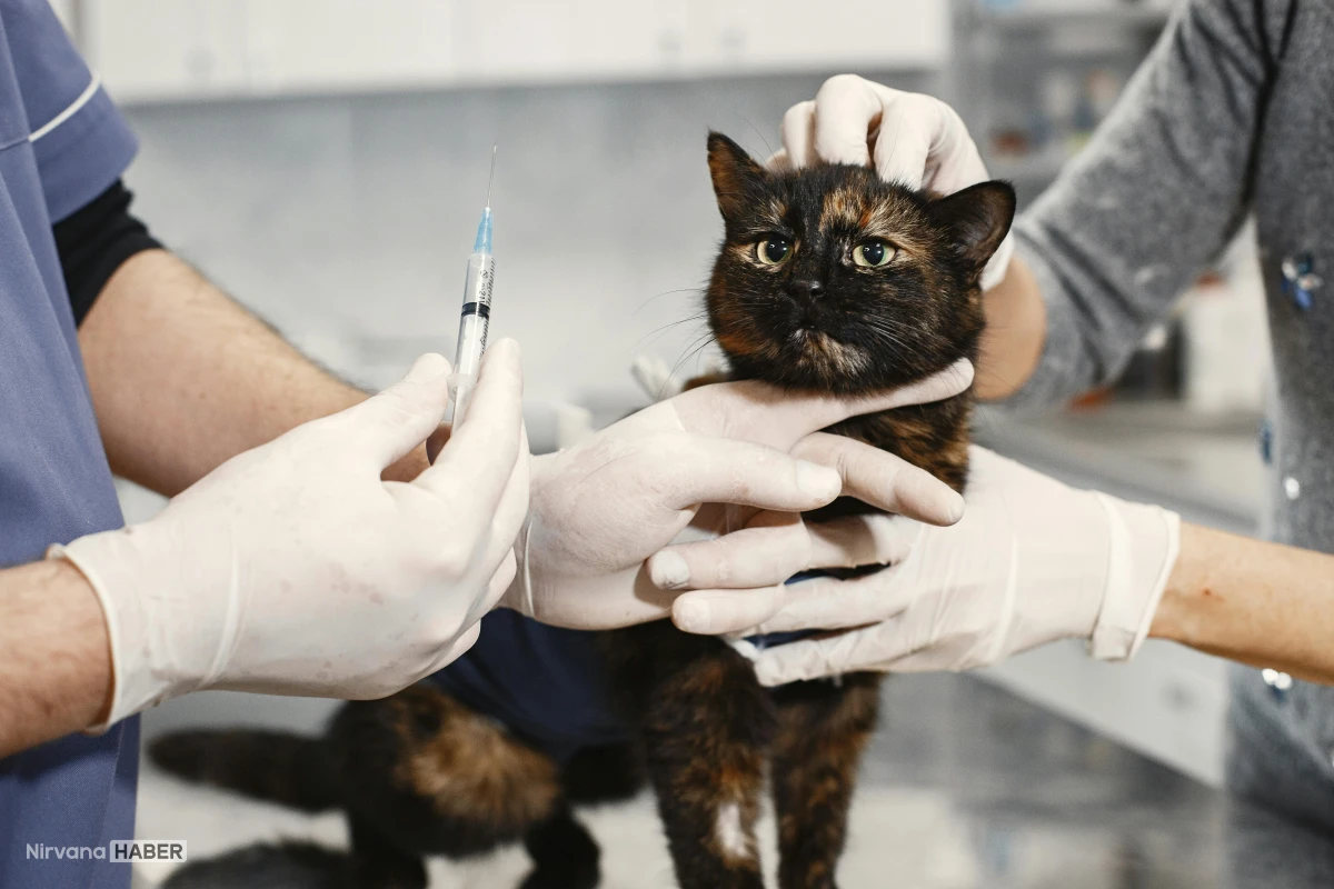Kedi sahipleri dikkat: Aşılar hakkında bilmeniz gereken kritik detaylar
