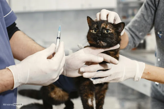 Kedi sahipleri dikkat: Aşılar hakkında bilmeniz gereken kritik detaylar