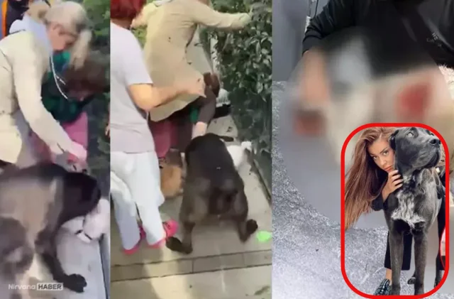 Banu Parlak’ın köpeğinin saldırısı davasında ilk duruşma görüldü!