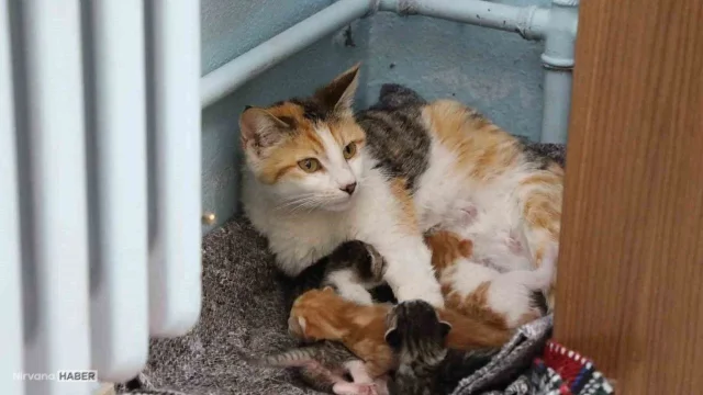 Sınıfta doğum yaptı! Anne kedi ve yavrularına tüm okul sahip çıktı
