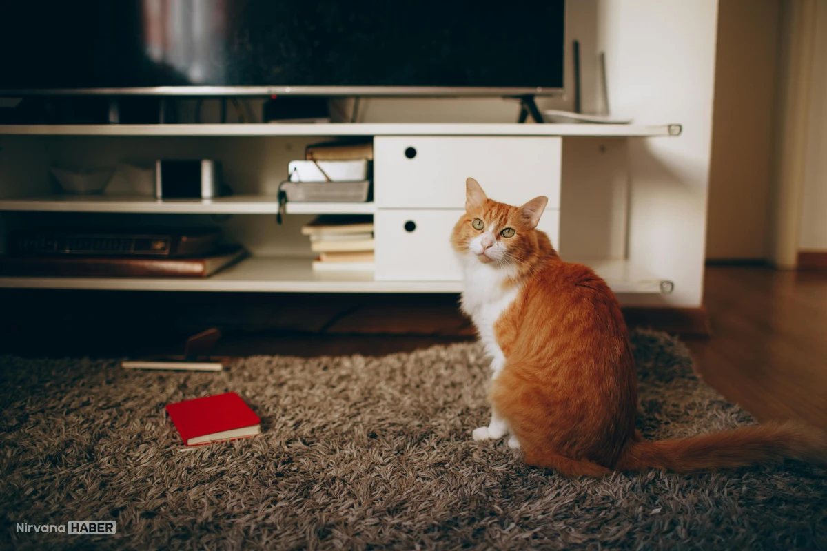 Evde yalnız kalan kedi ve köpeklere özel kanal: 'PetTV'