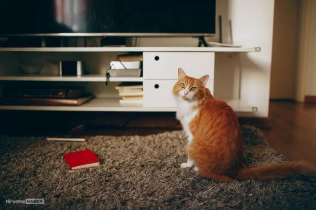 Evde yalnız kalan kedi ve köpeklere özel kanal: 'PetTV'