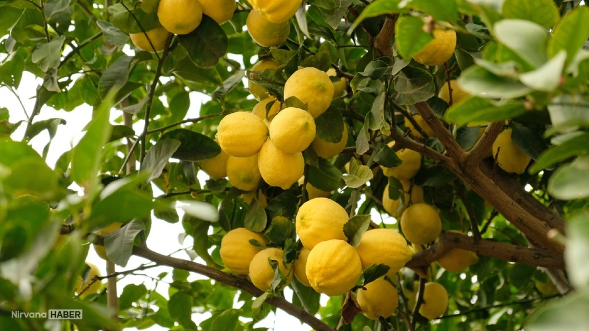 Türkiye'nin limon ihracatı ilk 4 ayda 195 milyon dolara ulaştı