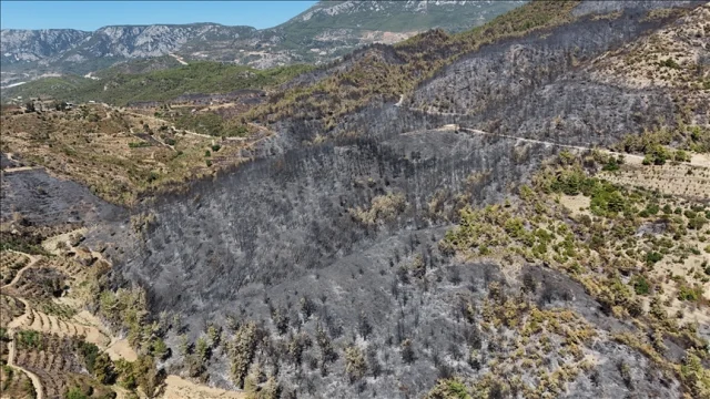 Bursa'da ormanlık alanda izinsiz kazı yapan 9 kişi suçüstü y...