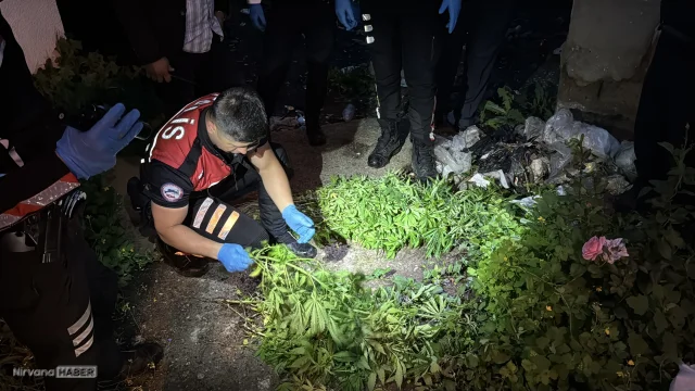 Edirne’de polisten kaçan şüphelinin evinde çok sayıda kenevir ele geçirildi