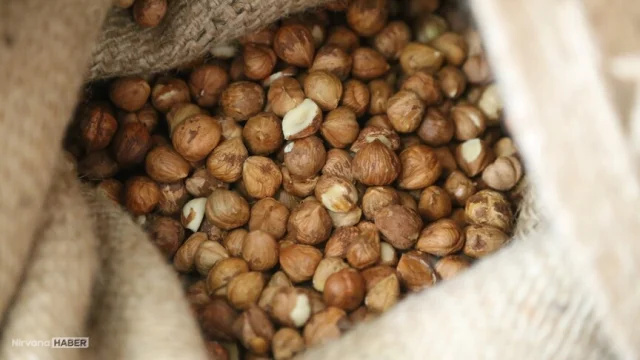 Karadeniz'in 'yeşil altın'ı rekora koşuyor: Milyar dolarlık ihracat!