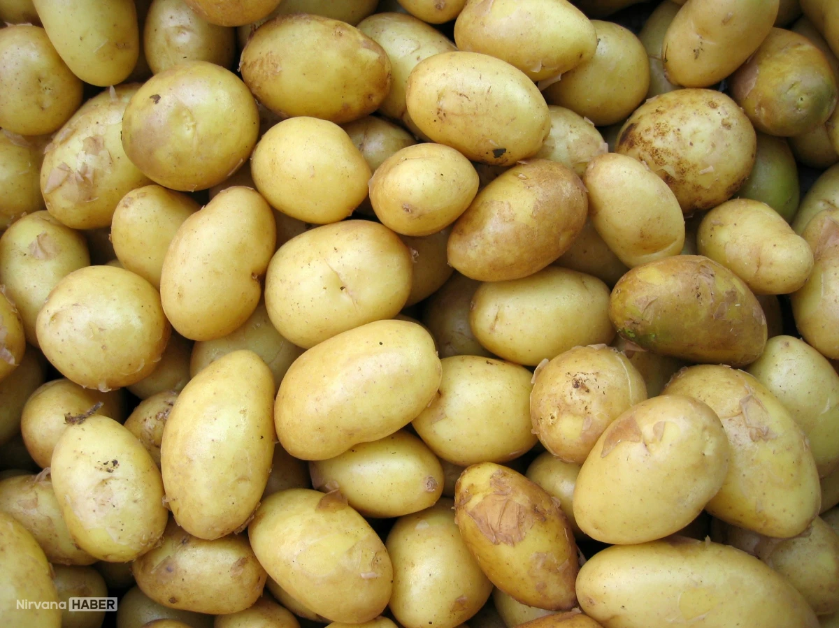 Avrupa’da patates krizi: Arz fazlası nedeniyle fiyatlar sıfıra geriledi