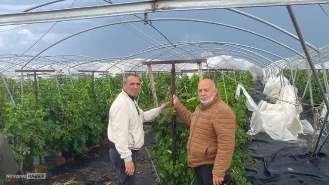 Mersin'de dolu ve fırtına tarım alanlarına zarar verdi