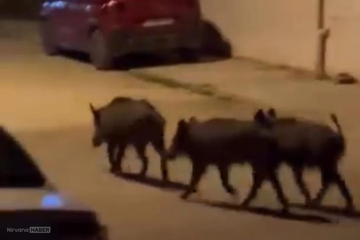 Hatay'da domuz sürüsü mahalleye indi