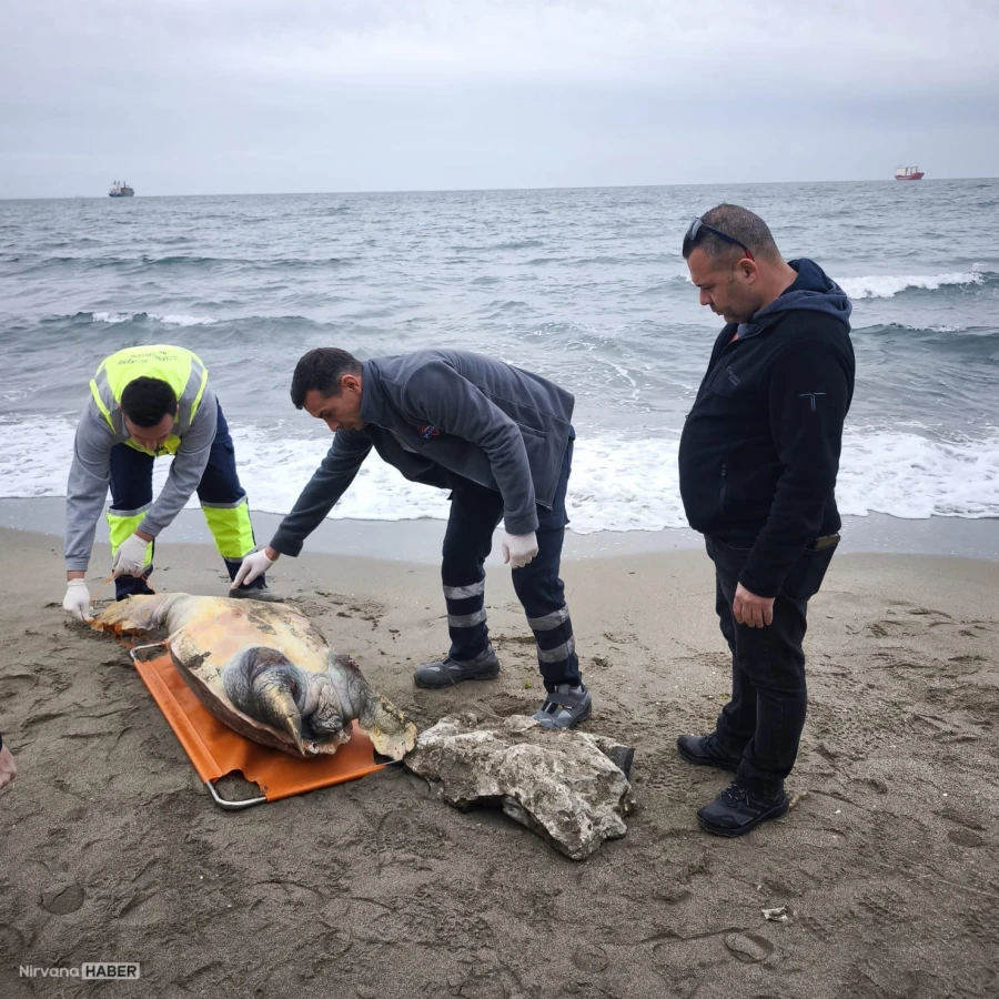 Tekirdağ'da ölü caretta caretta sahile vurdu