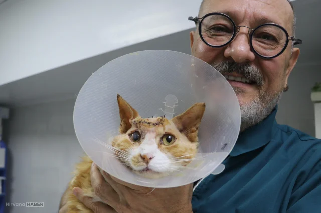 Kafasında delinen kedi, acılar içinde kıvranırken bulundu!