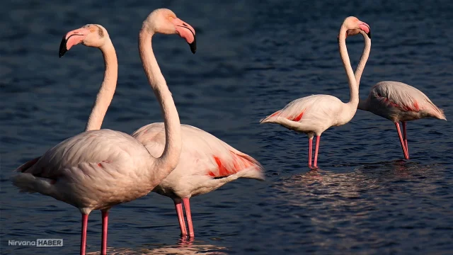 Şehrin kalbinde pembe misafirlerin, renkli göç yolculuğu!