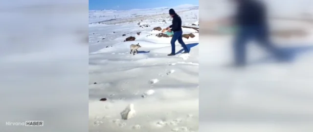 Bitlis’te işçiler karlı arazide karşılaştıkları tilkiyi besledi
