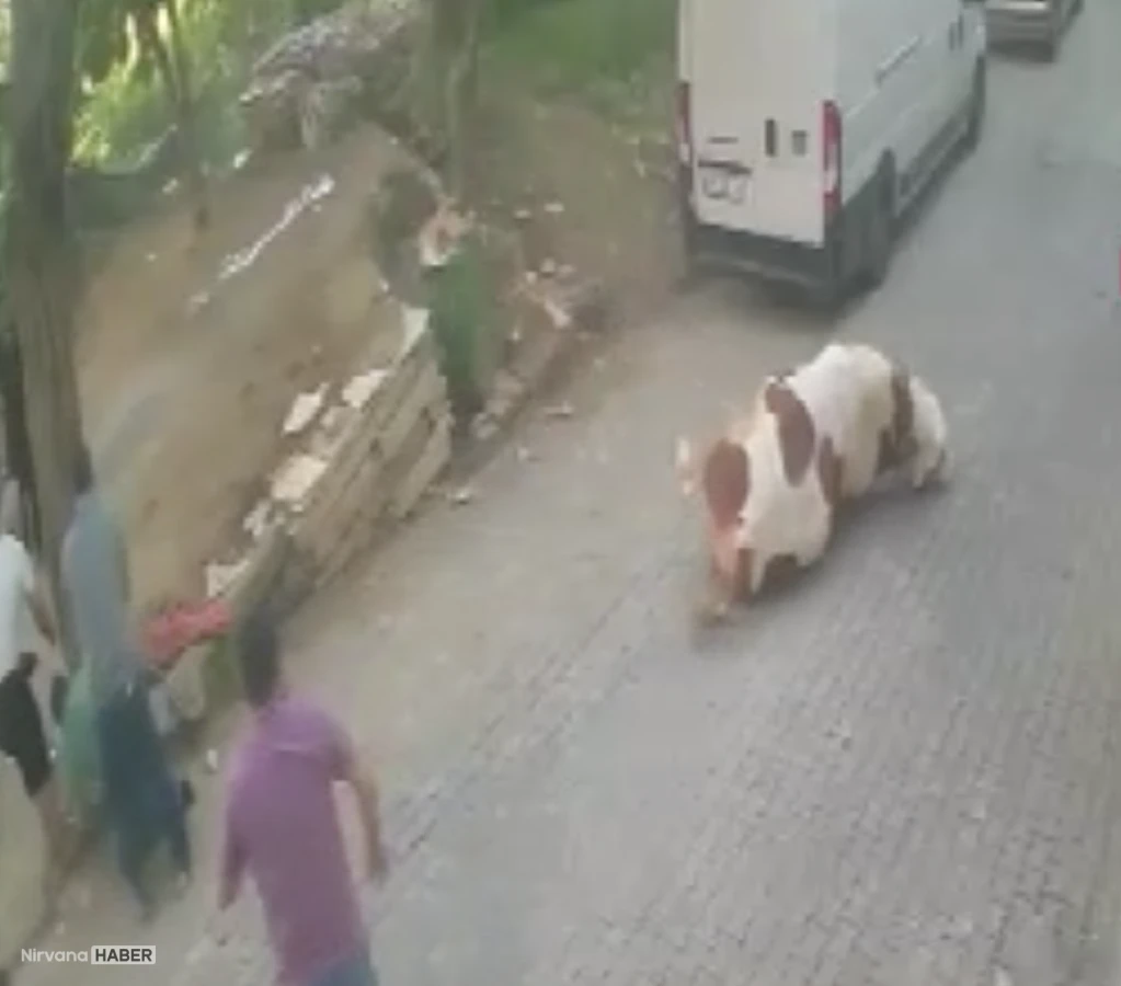 Kesilmek üzereyken kaçan boğa güçlükle yakalandı; o anlar kamerada