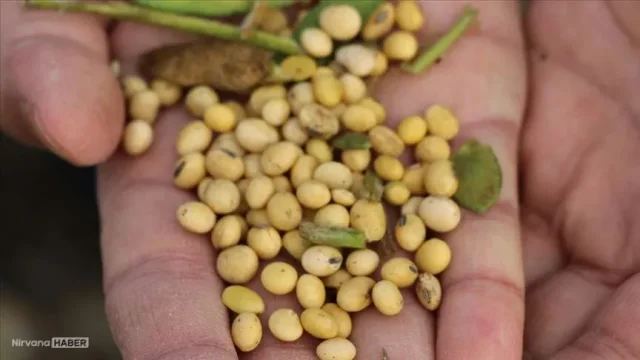 Fiyatını duyan inanamıyor: Soya fasulyesi, son 26 ayın zirvesinde
