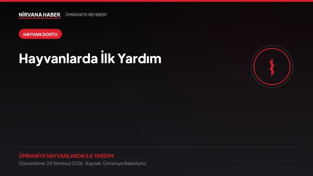 Hayvanlarda İlk Yardım: Yaralı Bir Canla Karşılaştığınızda Ne Yapmalı?