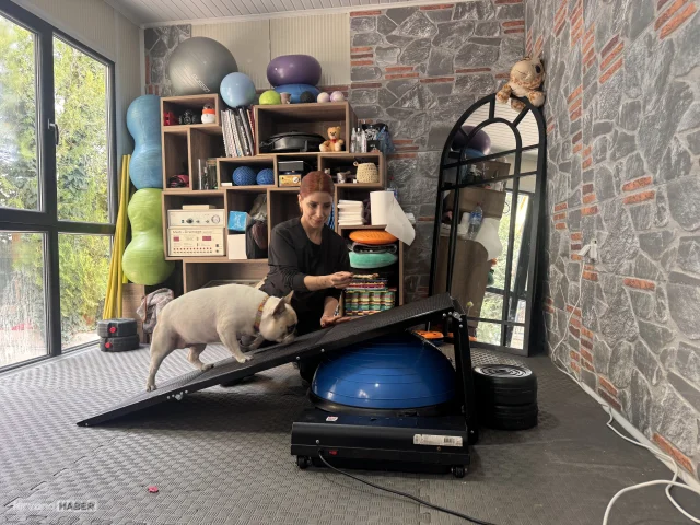 Obeziteye yakalanan köpek Ori pilatesle zayıflıyor