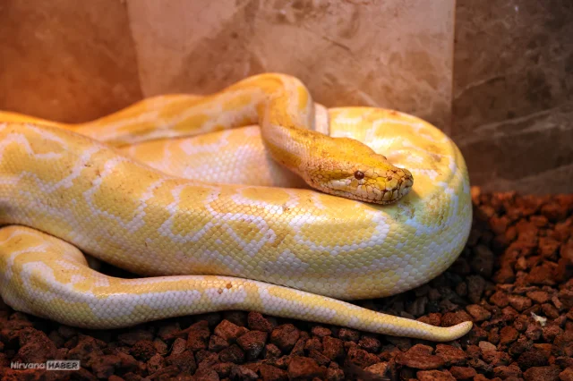 AVM’de fark edildi, Türkiye ayağa kalktı: Albino dev piton Konya’da!