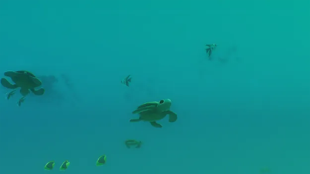Image 89094