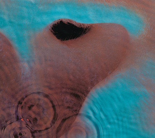 Pink Floyd - Meddle (LP)